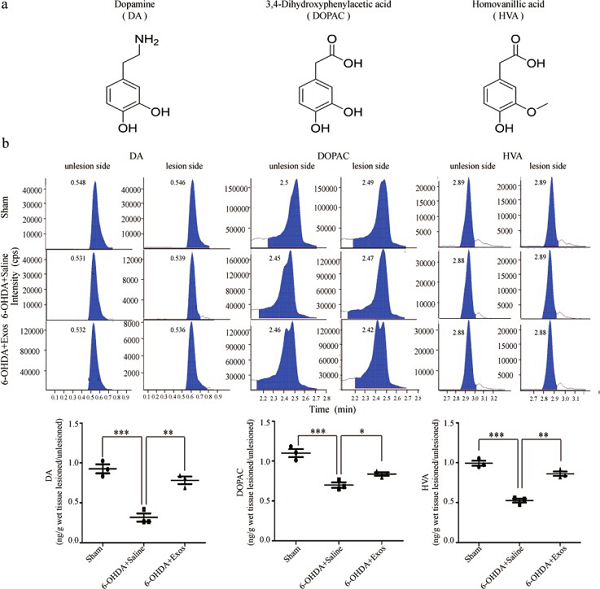 间充质干细胞来源的外泌体通过诱导自噬修复帕金森病模型