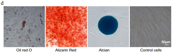 间充质干细胞来源的外泌体通过诱导自噬修复帕金森病模型