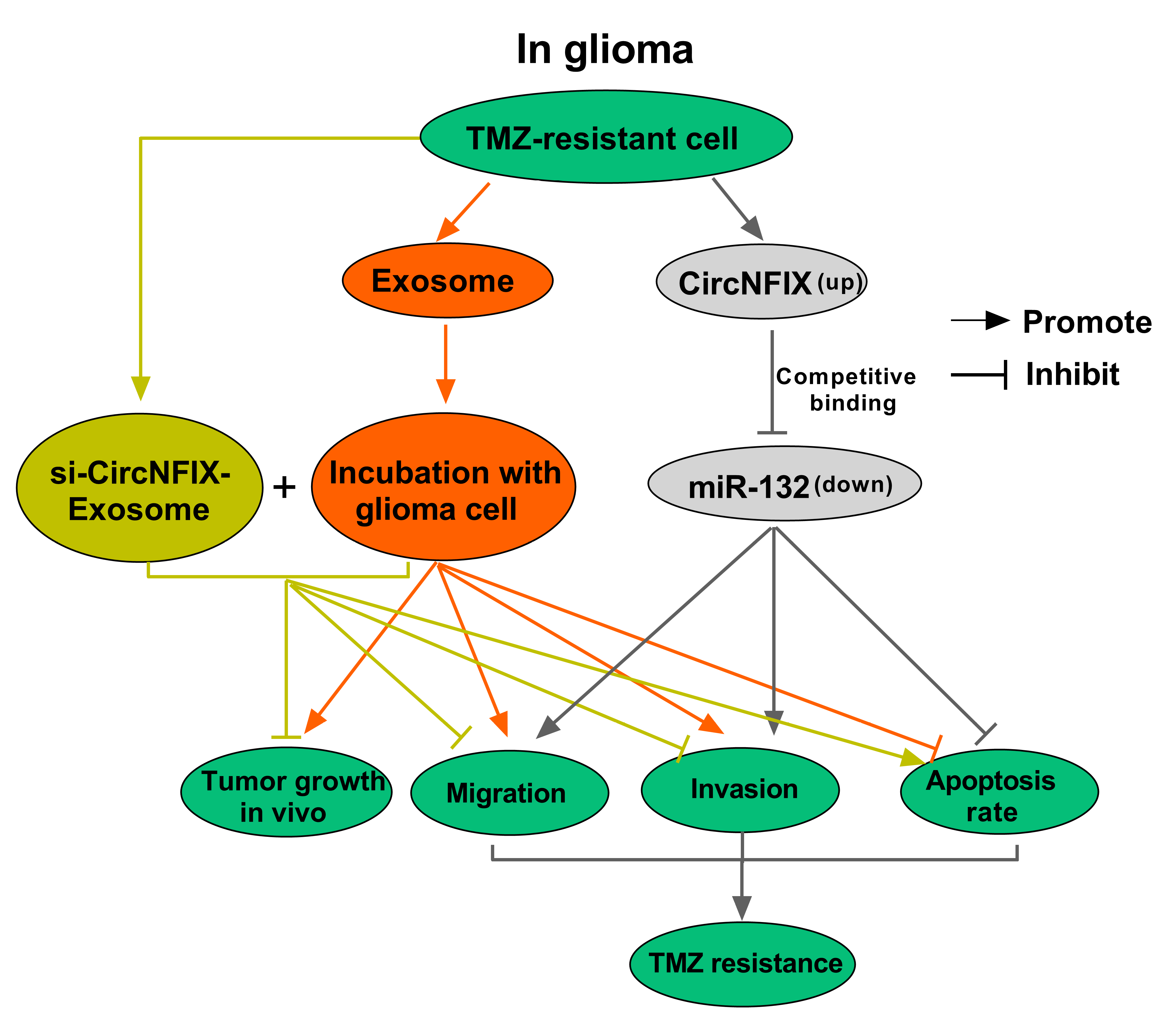 开局一个circRNA，如何反手一篇一区SCI？