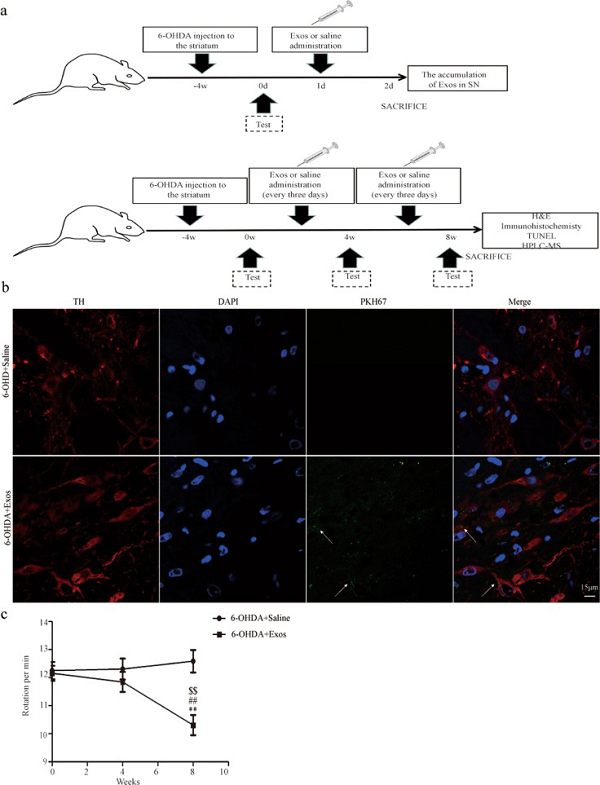 间充质干细胞来源的外泌体通过诱导自噬修复帕金森病模型