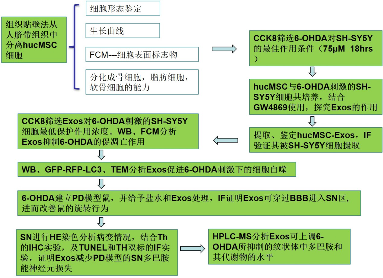间充质干细胞来源的外泌体通过诱导自噬修复帕金森病模型
