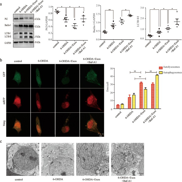 间充质干细胞来源的外泌体通过诱导自噬修复帕金森病模型