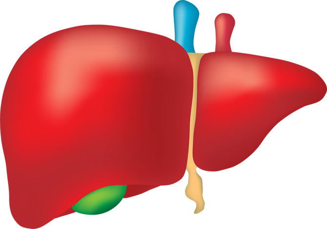 肝病研究:肝炎,肝硬化,肝癌,肝功能衰竭肝臟保存和移植研究肝損傷評估