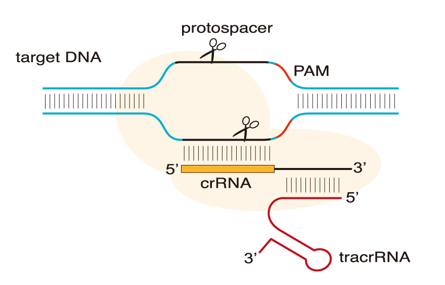 riboEDIT CRISPR-Cas9 mRNA Standard Set, 20T（基因编辑标准套装）
