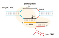 riboEDIT CRISPR-Cas9 mRNA Standard Set, 20T（基因编辑标准套装）
