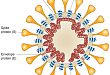 FDA 批准新冠抗原检测，最快 15 分钟检测出结果