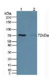 CD19分子(CD19）多克隆抗体