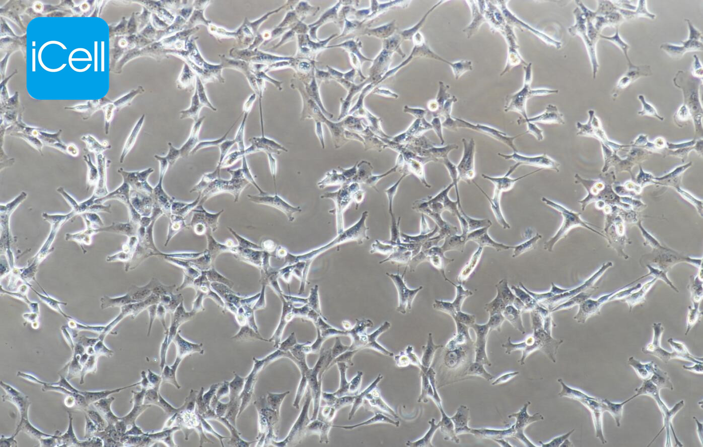 Bcap-37 人乳腺癌细胞  STR鉴定  镜像绮点（Cellverse）