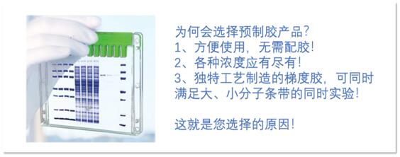 YEASEN高性能预制胶系列产品