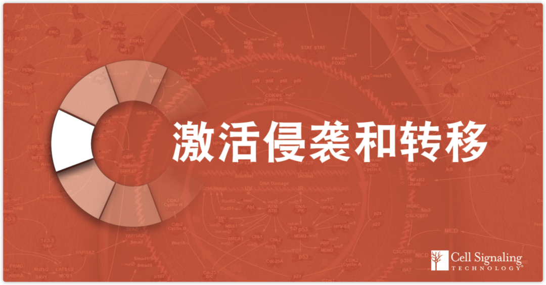 重温Hallmarks of Cancer第二节：激活侵袭和转移