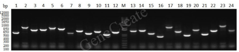 知无不「研」｜一文读懂酵母单/双杂交