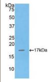 白介素16(IL16）多克隆抗体