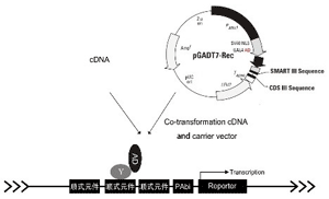 知无不「研」｜一文读懂酵母单/双杂交