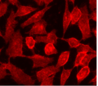 Cell Navigator 细胞膜染色试剂盒 红色荧光