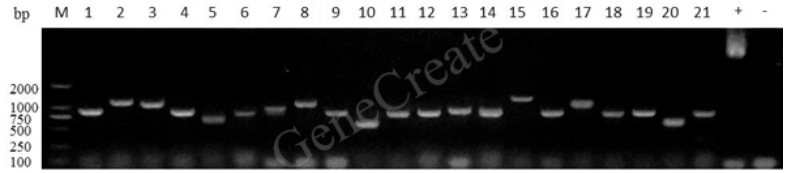 知无不「研」｜一文读懂酵母单/双杂交