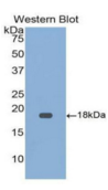 生长分化因子9(GDF9）多克隆抗体