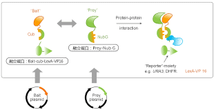 知无不「研」｜一文读懂酵母单/双杂交
