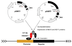 知无不「研」｜一文读懂酵母单/双杂交