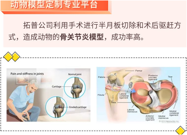 手把手教你 OA 模型（半月板切除）怎么做