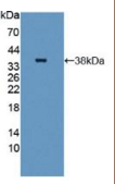 Toll样受体4(TLR4）多克隆抗体