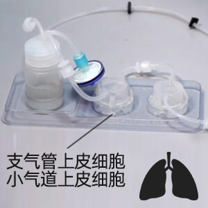 上皮細胞分化培養