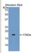 转化生长因子β3(TGFβ3）多克隆抗体