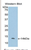白介素33(IL33）多克隆抗体