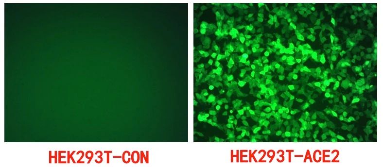 产品发布|新冠病毒假病毒产品