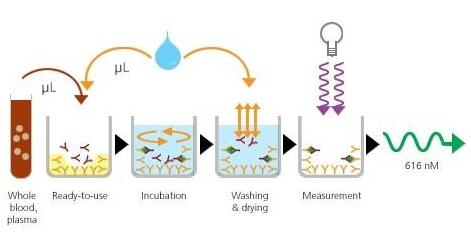 Anti-LMNA Polyclonal Antibody