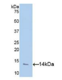 山羊血小板因子4(PF4）多克隆抗体