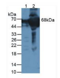 凝血酶原片段F1+2(F1+2）多克隆抗体