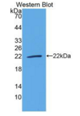 山羊白介素18(IL18）多克隆抗体