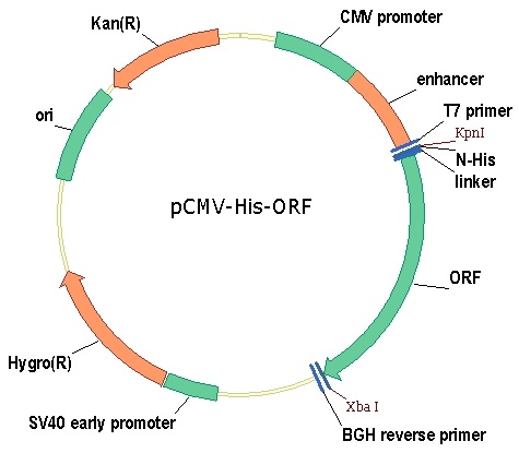 SARS-CoV-2 Nucleoprotein expre