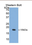 山羊胰岛素样生长因子结合蛋白3(IGFBP3）多克隆抗体