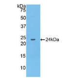 山羊白介素10(IL10）多克隆抗体