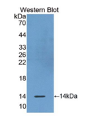 嗅素4(OLFM4）多克隆抗体