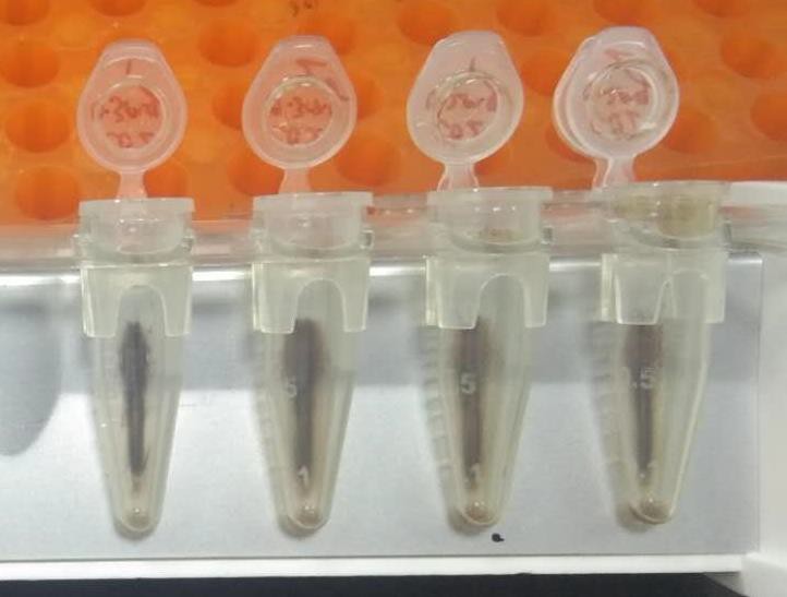 StarPure 全血 DNA 提取试剂盒