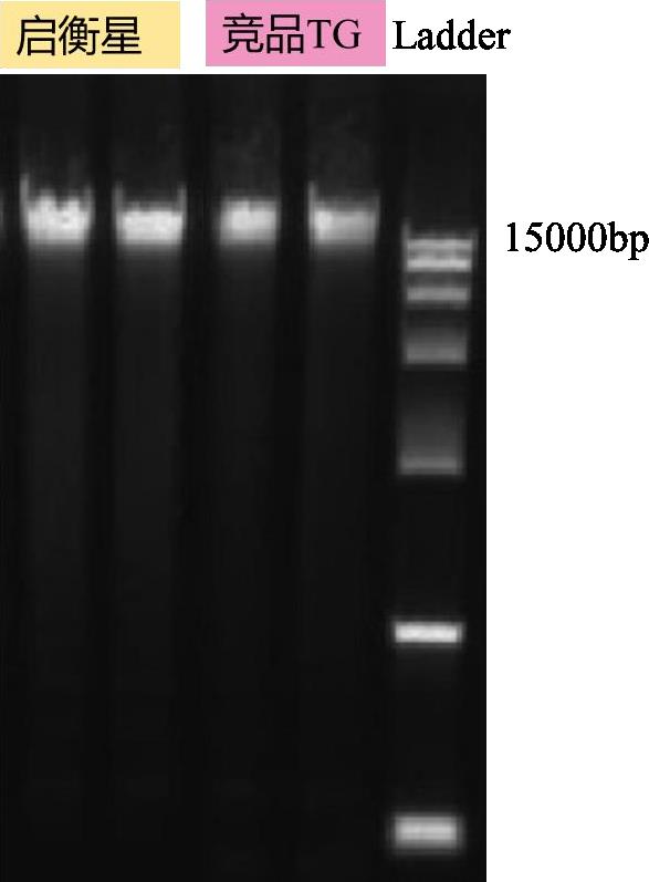 StarPure 全血 DNA 提取试剂盒