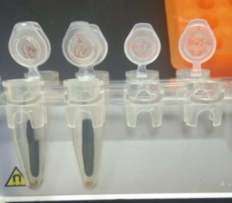 StarPure 全血 DNA 提取试剂盒