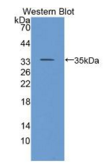 CD24分子(CD24）多克隆抗体