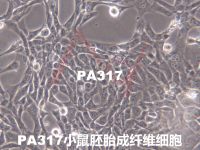 PA317【pA317】小鼠成纤维细胞