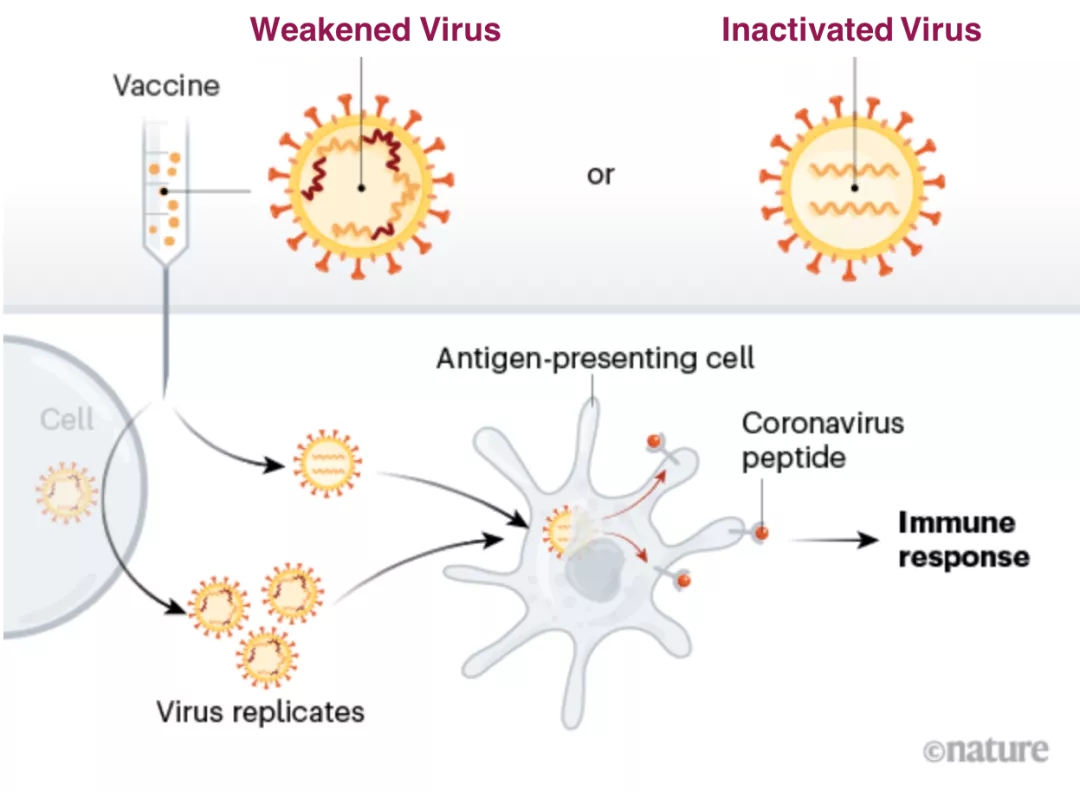 Nature展望:新冠病毒疫苗开发策略与进展(收藏版)