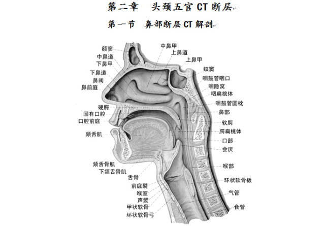 丁香园最新文章