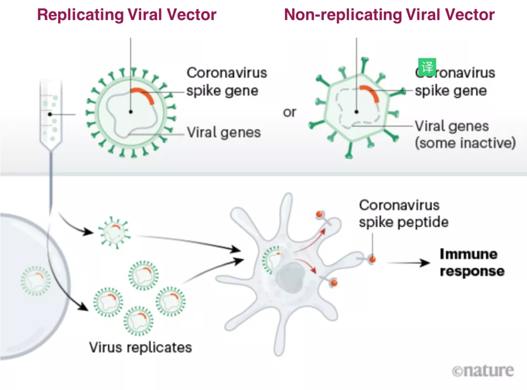 Nature展望:新冠病毒疫苗开发策略与进展(收藏版)