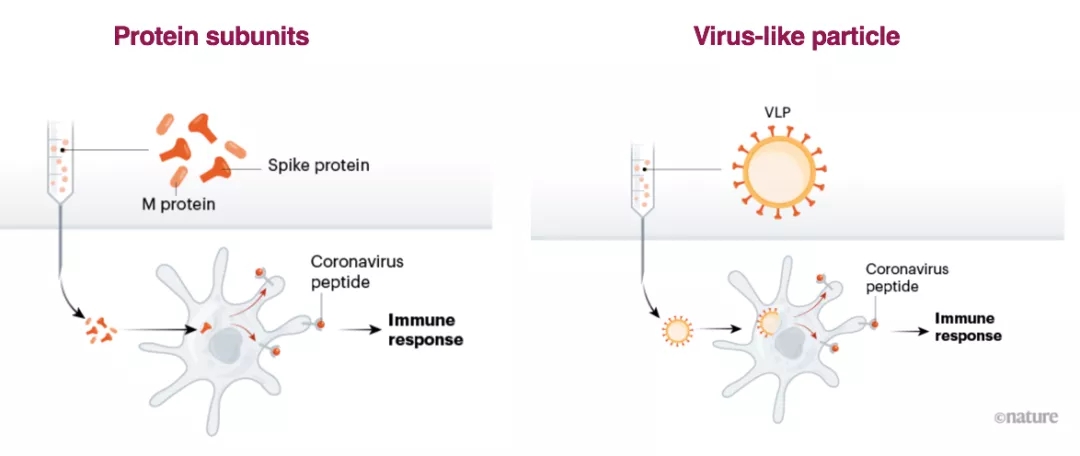 Nature展望:新冠病毒疫苗开发策略与进展(收藏版)