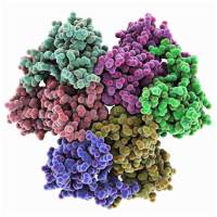 9028-36-8/D-乳酸脱氢酶