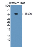 磷酸甘油酸酯激酶1(PGK1）多克隆抗体