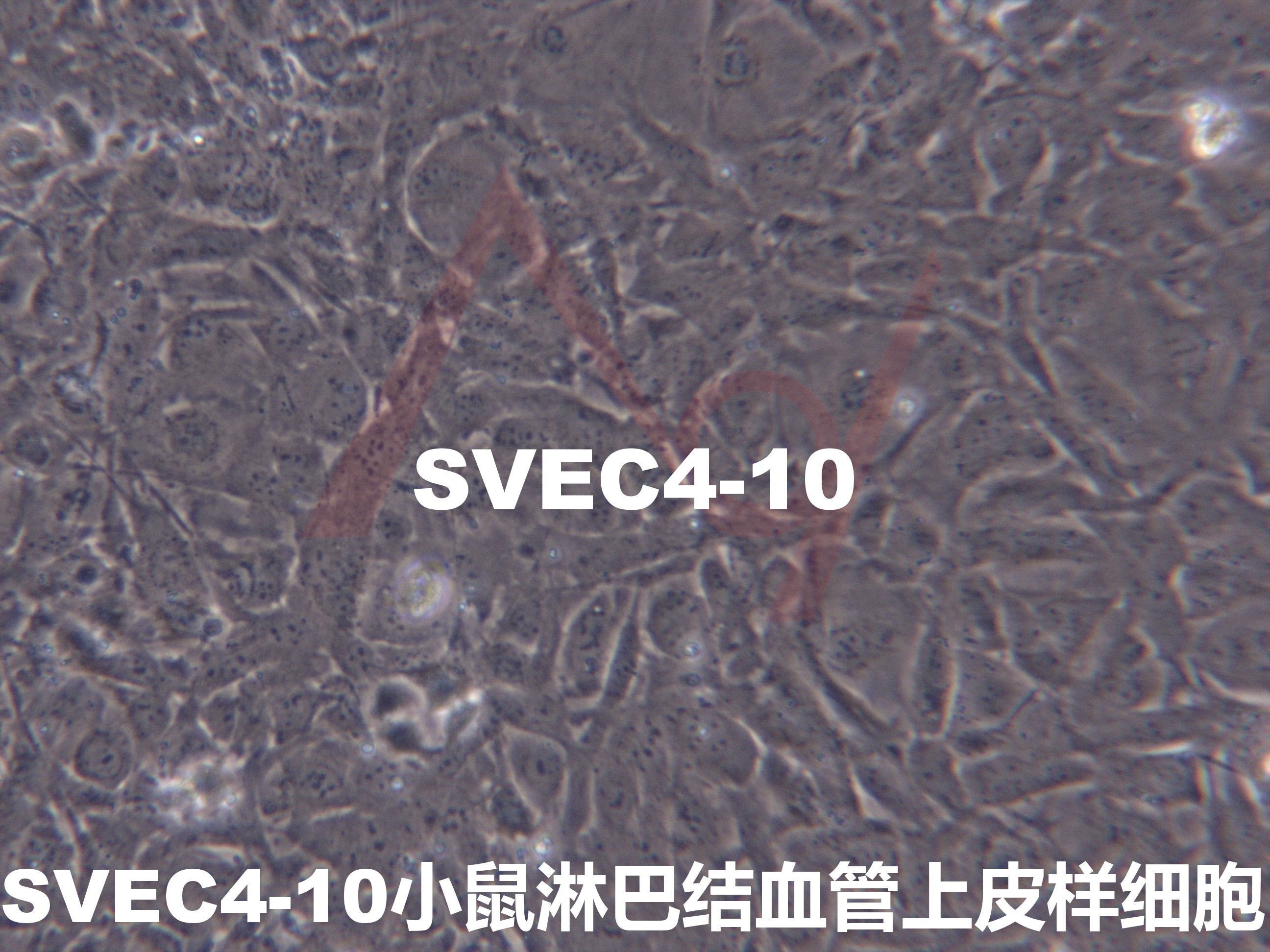 SVEC4-10【SVEC 4-10】小鼠淋巴结血管上皮样细胞