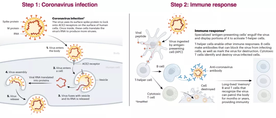 Nature展望：新冠病毒疫苗开发策略与进展（收藏版）