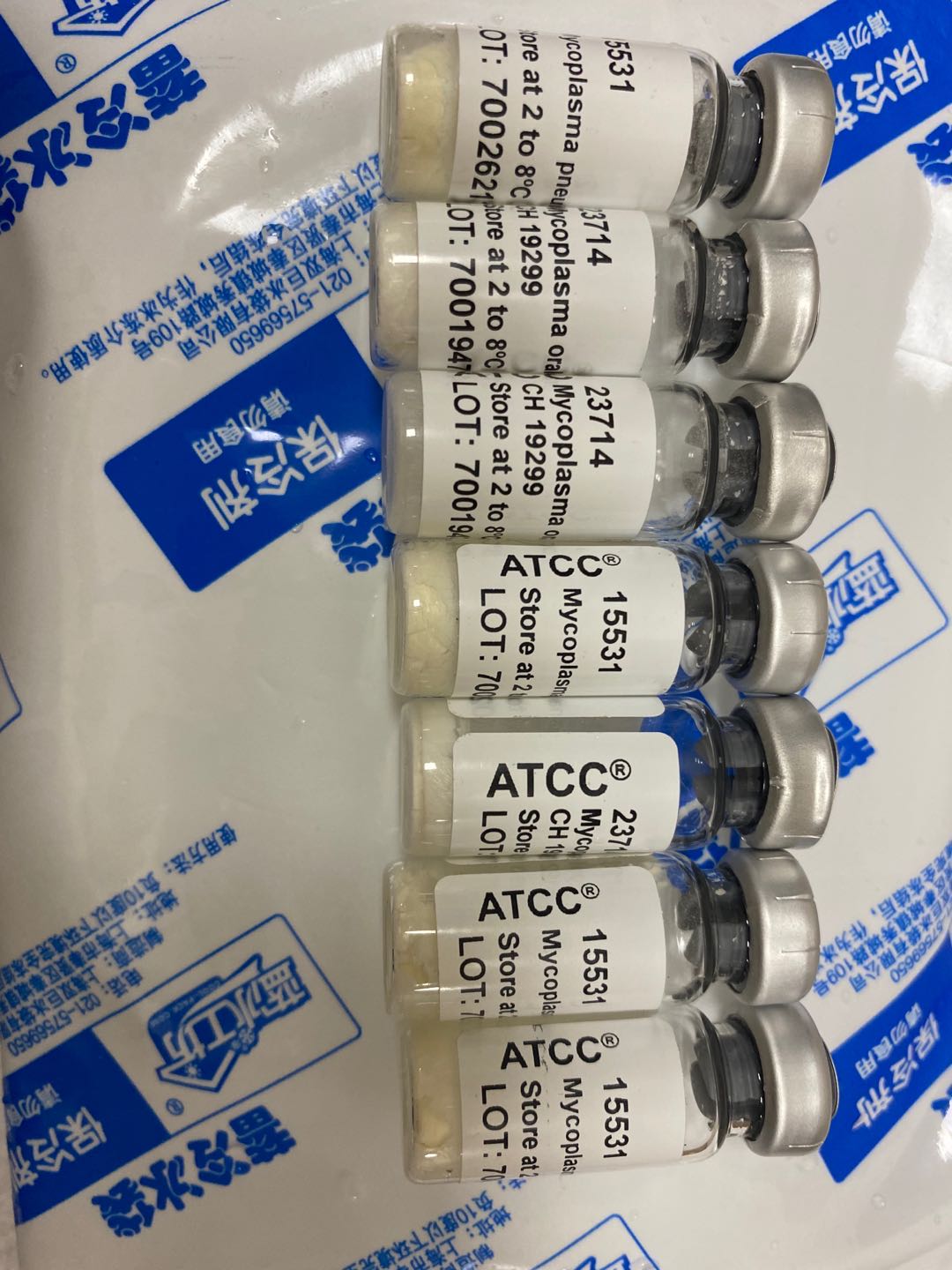 ATCC15531人肺炎支原体标准菌株